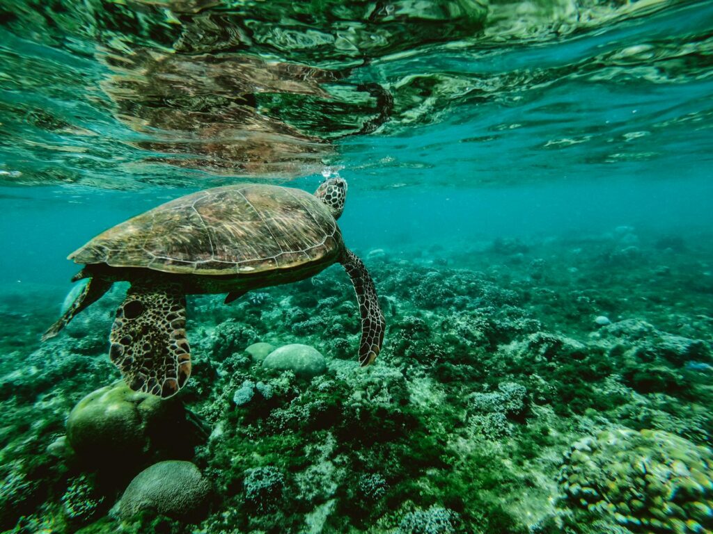 Turtle swimming along the coast of Málaga